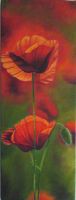 Mohn (�lbild)