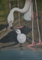Flamingos