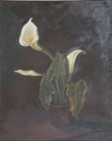 Calla (�lbild)