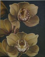 Odontoglossum (�lbild)