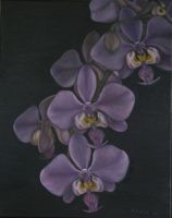 Phalaenopsis schilleriana (�lbild)